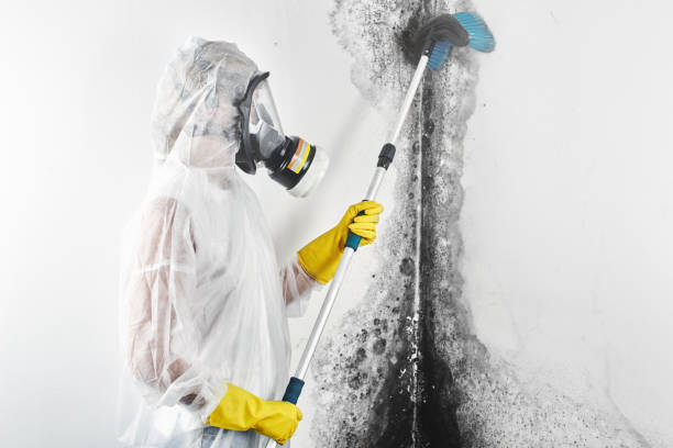 Best Biohazard Mold Removal  in Franklin Grove, IL