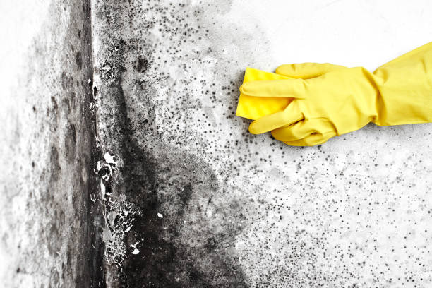 Best Airborne Mold Testing  in Franklin Grove, IL