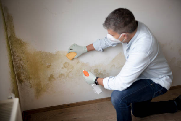 Best Mold Remediation for Healthcare Facilities  in Franklin Grove, IL
