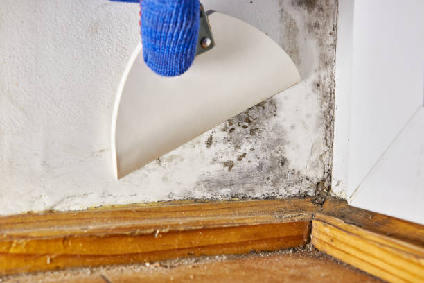 Best Mold Odor Removal Services  in Franklin Grove, IL