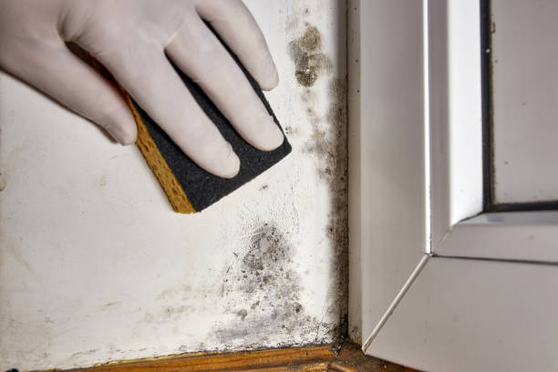 Trusted Franklin Grove, IL Mold Removal Experts